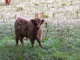 The neighbours!
