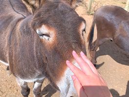 Loved the animals