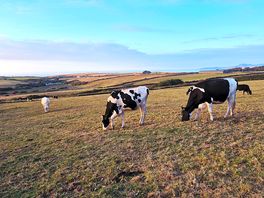 Cows