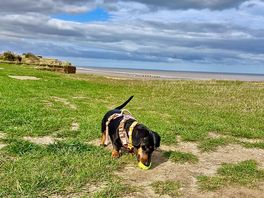 Dog walk to the sea