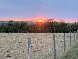 Sunrise over the cow field