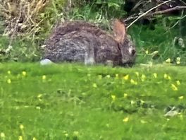 Rabbits