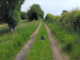 Path to cabin