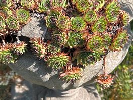 Succulents