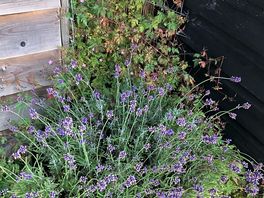 Heather in abundance