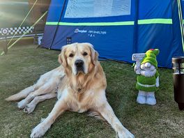 Barney chilling