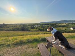 My dog overlooking the view.