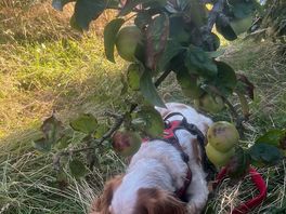Dog chilling under the tree