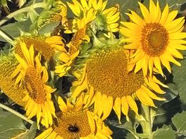 Field of sunflowers next door to the site
