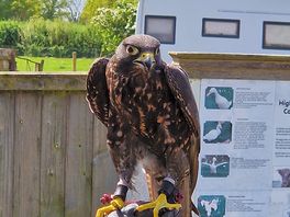 Falcon