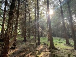 Glimmers of light
