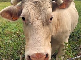 Friendly cow watching over her calf.