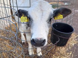Baby calf doo doo do doo