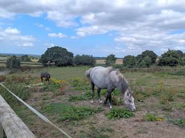 Horses