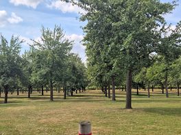 Orchard