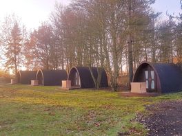 Pods in the early morning sun