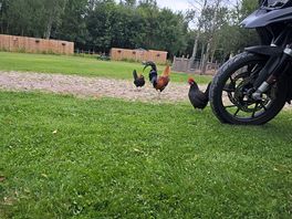 Motorcycle & chicken friendly.