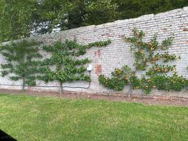 Fruit trees.
