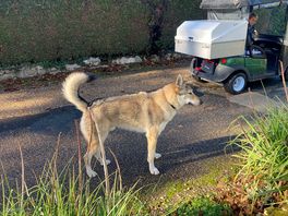 What a lovely house dog