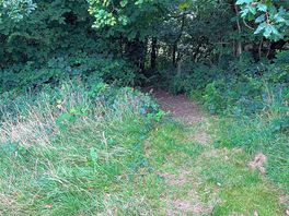 Forestry walk for dogs & children