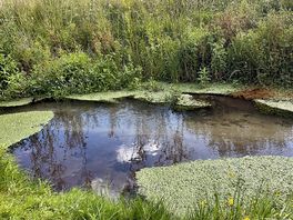 Our stream