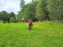 Dog walk