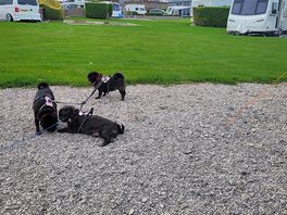 Pugs loved it