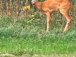 Campsite intruder