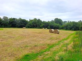 Meadow