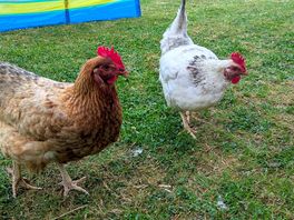The resident chickens are friendly, a nice touch