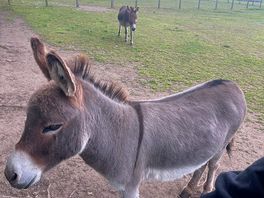 Donkeys!