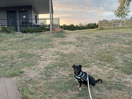 My dog with the toilet block and sunset