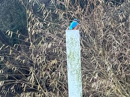 Lovely picture of kingfisher
