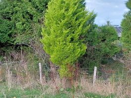 Wee forest.