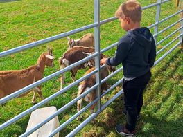 Milkshake farm