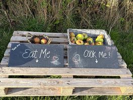 Delicious apples