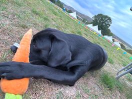 Carrot pillow