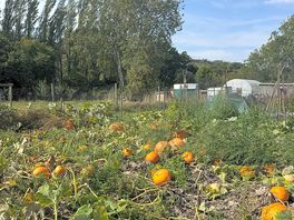 Pumpkin patch!