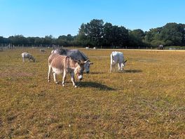 Our neighbours!