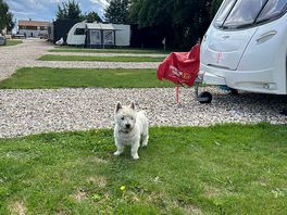 Site dog loved it