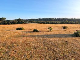 Lovely walks early morning