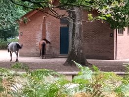 Pony liking the toilet block.