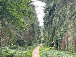 Bacton woods