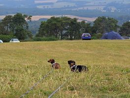 Dogs enjoying the views
