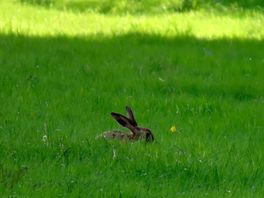 A long-eared neighbour!