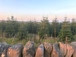 Xmas trees at the side of site