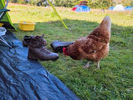 Cheeky chicken
