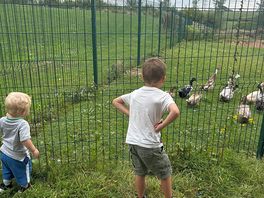 Ducks and co