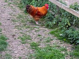 Look out for this little fella.