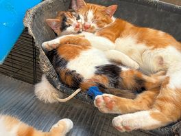 Gorgeous cats